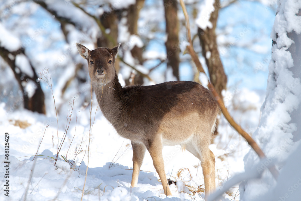 Fototapeta premium Deer in the snow