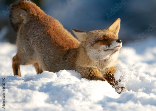 Streching fox