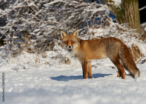 Dutch fox © Thijs Schouten