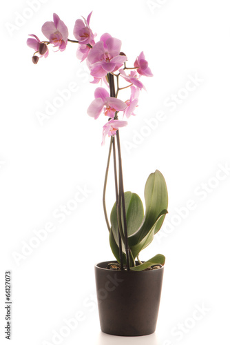 Fototapeta Naklejka Na Ścianę i Meble -  Beautiful pink orchid in a flowerpot