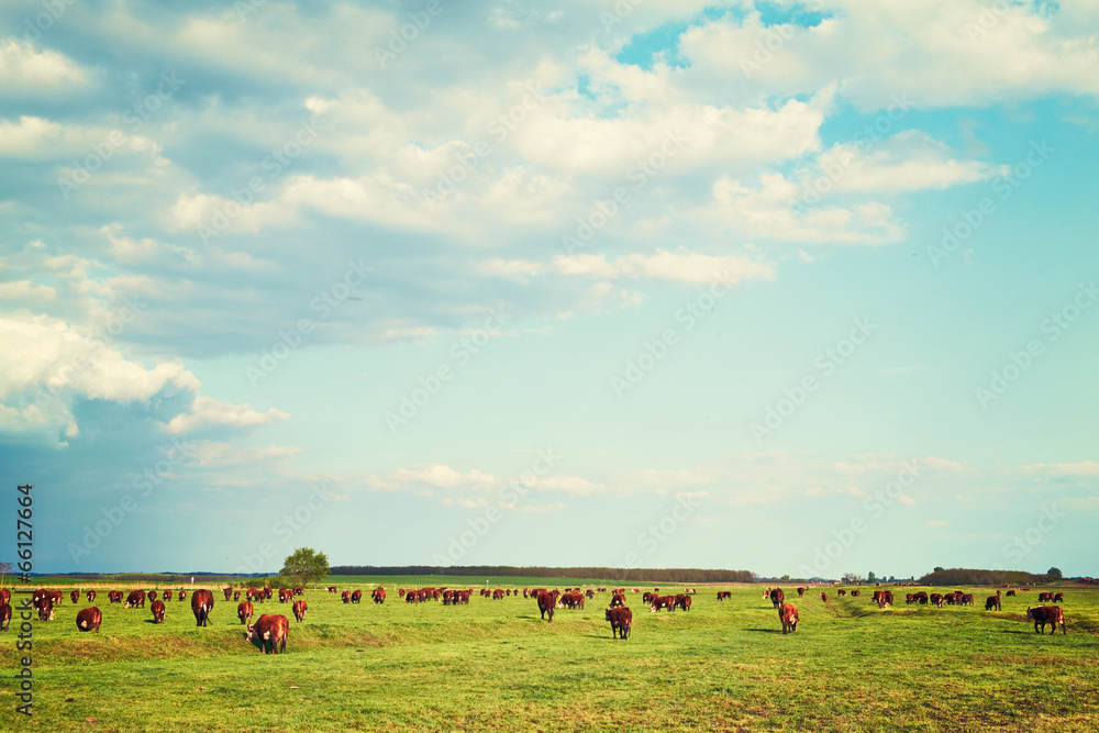 Pasture Pasture