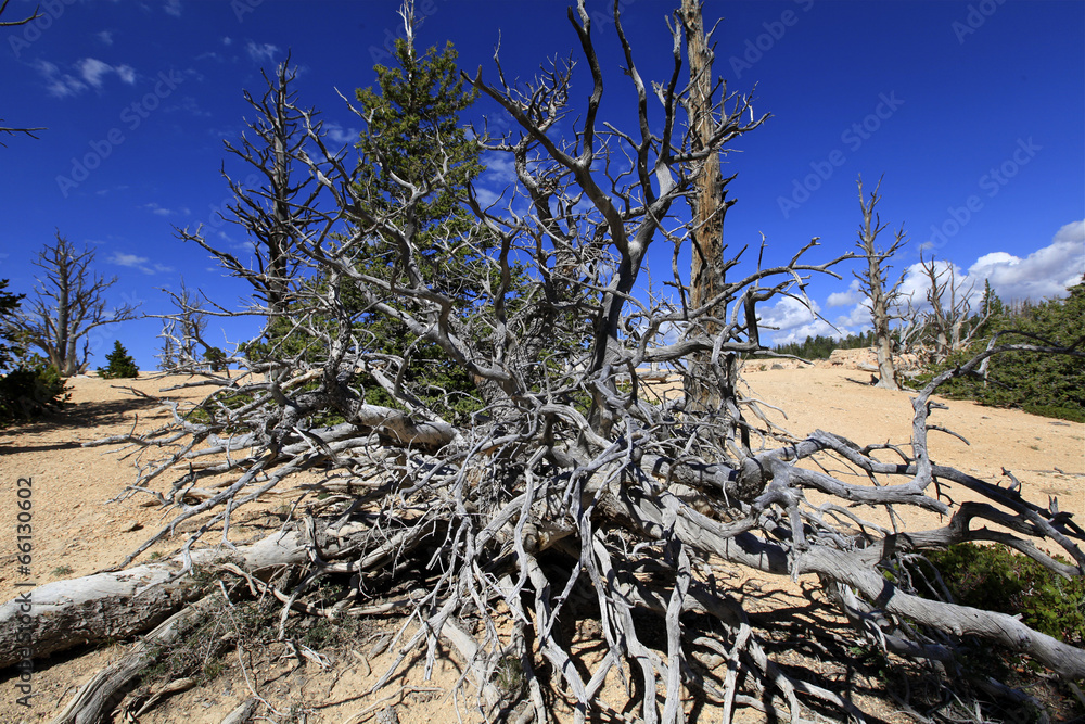arbre sec de yowimpa Point, Bryce Canyon arbre sec de yowimpa Point, Bryce Canyon