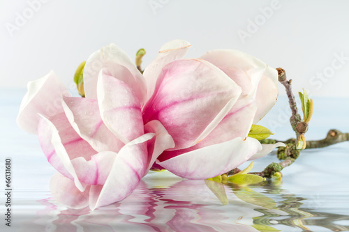 Magnolia flower with reflection in water.