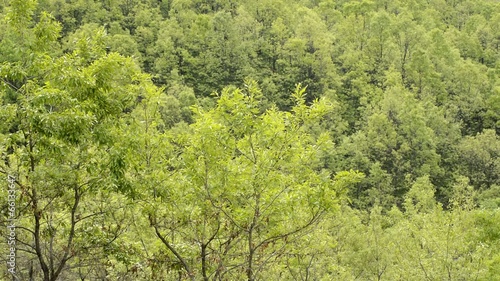 産山村のクヌギ林