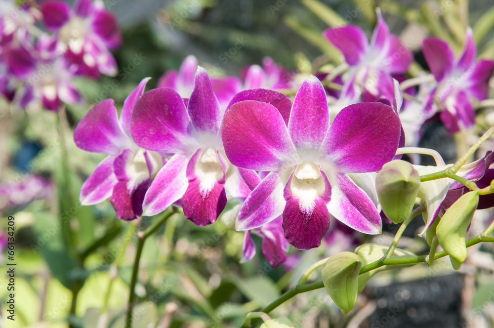 orchid flowers