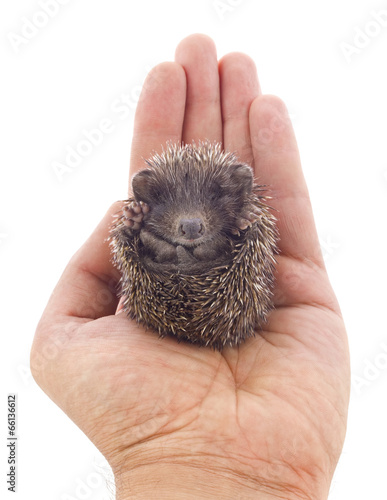 Hedgehog baby on palm isolated on white background