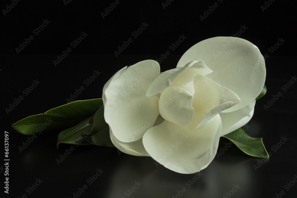 Fototapeta premium Magnolia