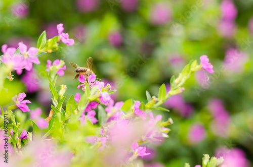 Pink Cuphea hyssopifolia or false heather or Mexican heather or