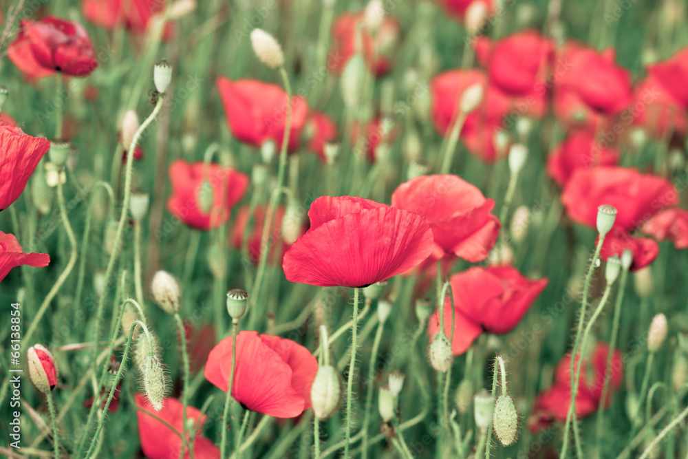 Fototapeta premium beautiful red poppies on the summer field - colorized photo