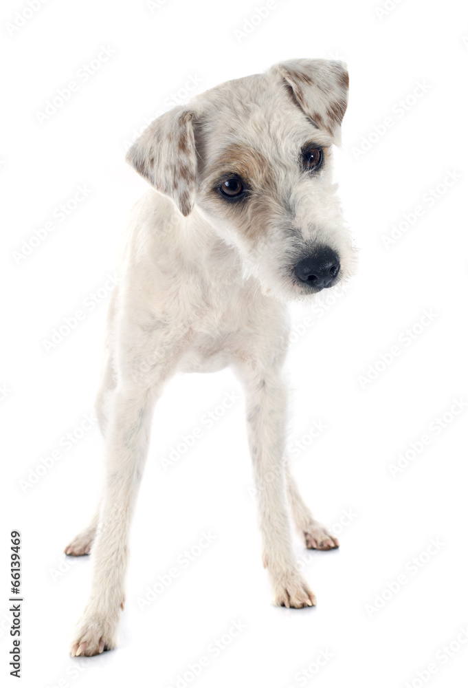 parson russell terrier