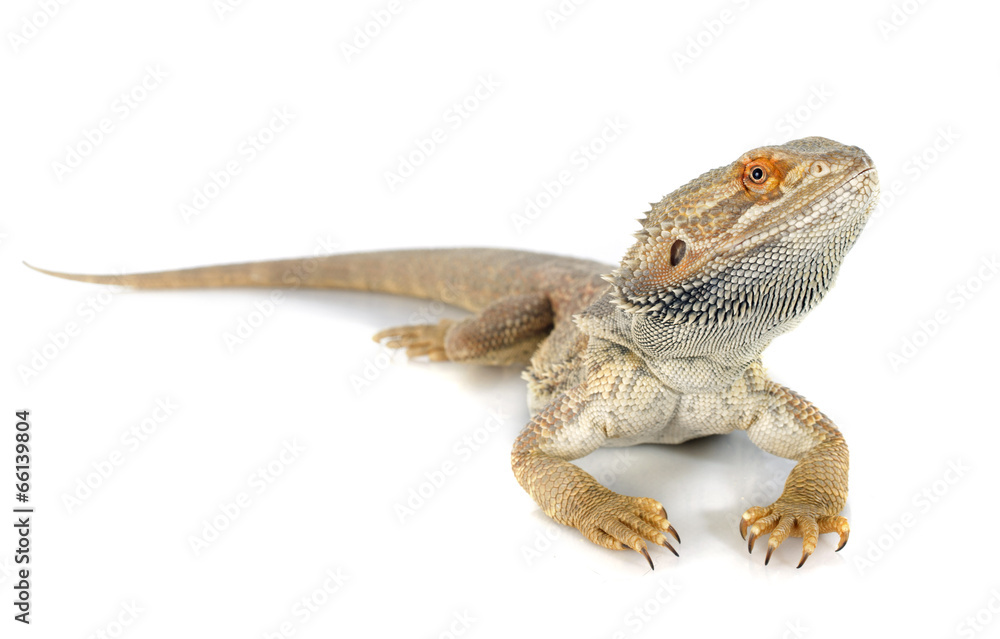 Fototapeta premium bearded dragons