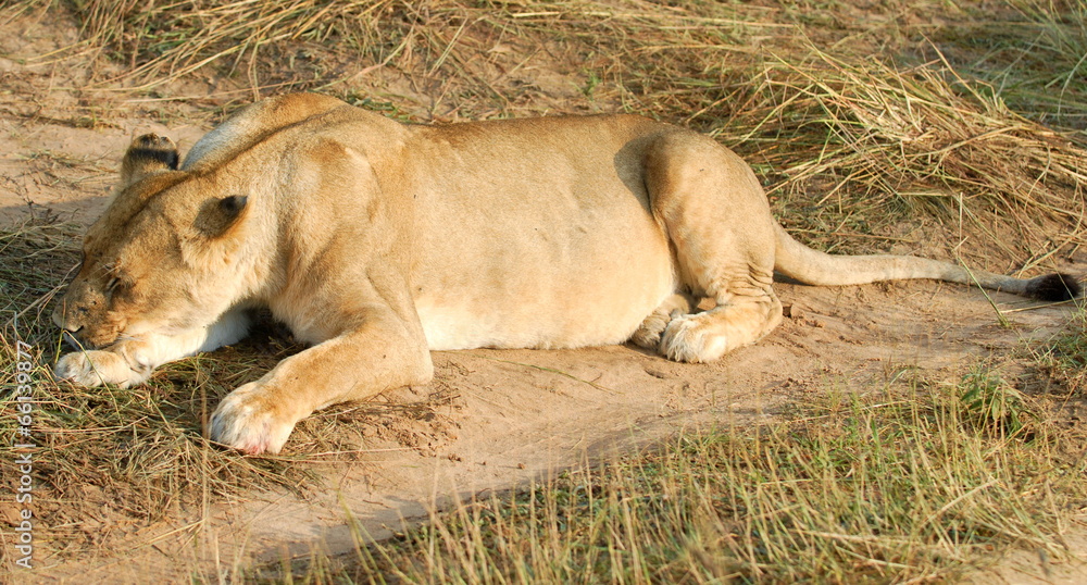 female lion female lion