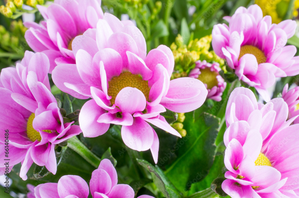 Beautiful spring flowers Beautiful spring flowers