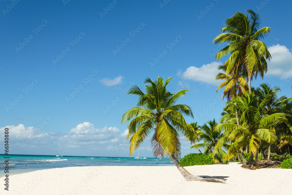 Beautiful tall palm trees and white sandy beach