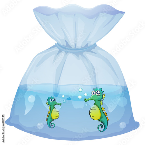 Seahorses inside the plastic pouch