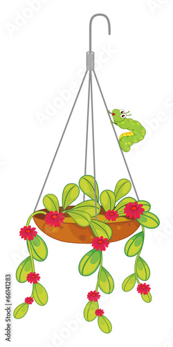 A hanging flowering plant