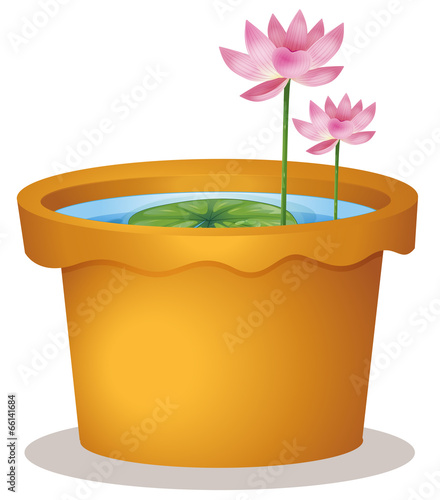 A pot with a waterlily and lotus flowers