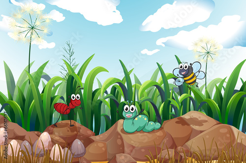 Insects above the rocks