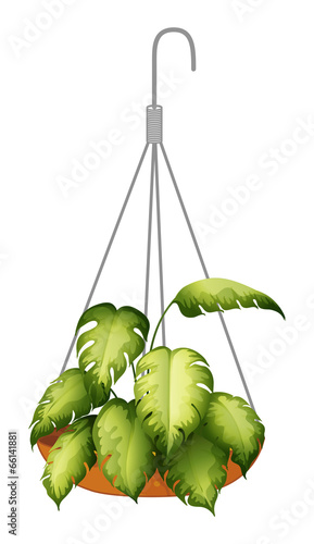 A hanging green plant