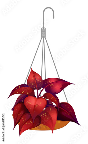 A hanging red plant