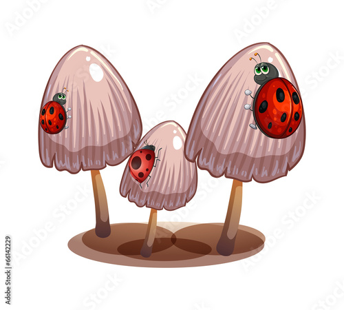 Three mushrooms with ladybugs