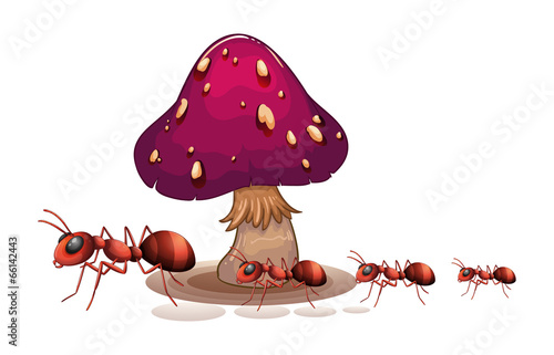 A colony of ants near the mushroom