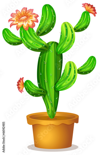A cactus plant with flowers