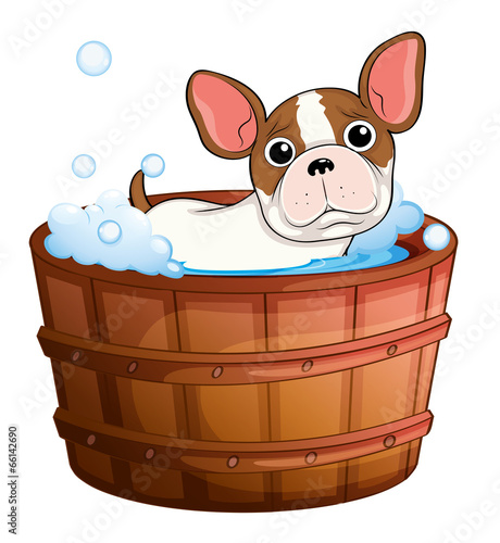 A cute little dog taking a bath