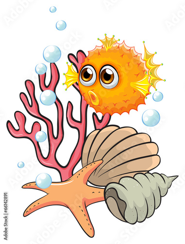 An orange puffer fish near the seashells