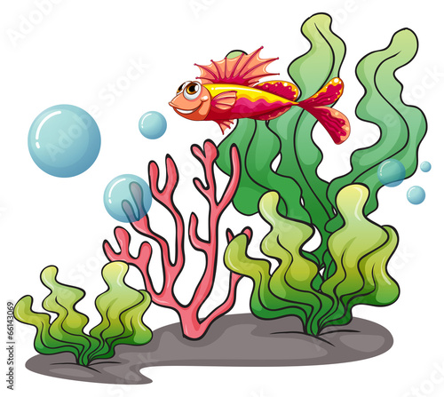 A fish under the sea
