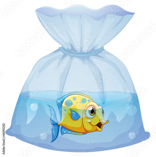 A fish inside the plastic pouch