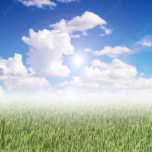 green barley field in the morning