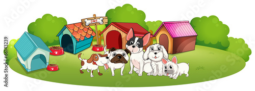 Dogs outside their houses