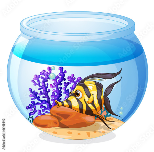 A fish inside the jar