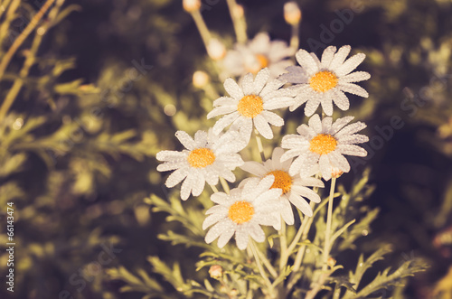 White daisy or Leucanthemum vulgare and water drops
