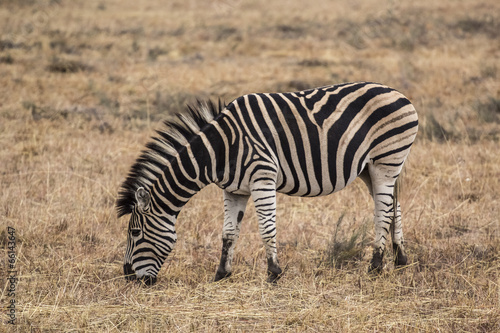 African zebra