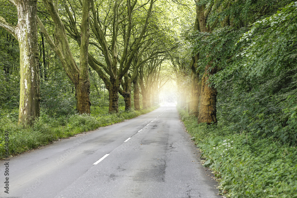 Allee mit Platanen und Straße im Frühjahr Allee mit Platanen und Straße im Frühjahr