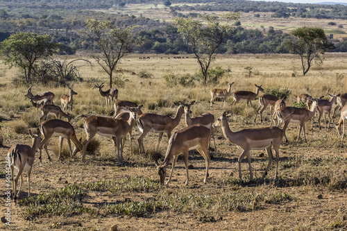 african antelope