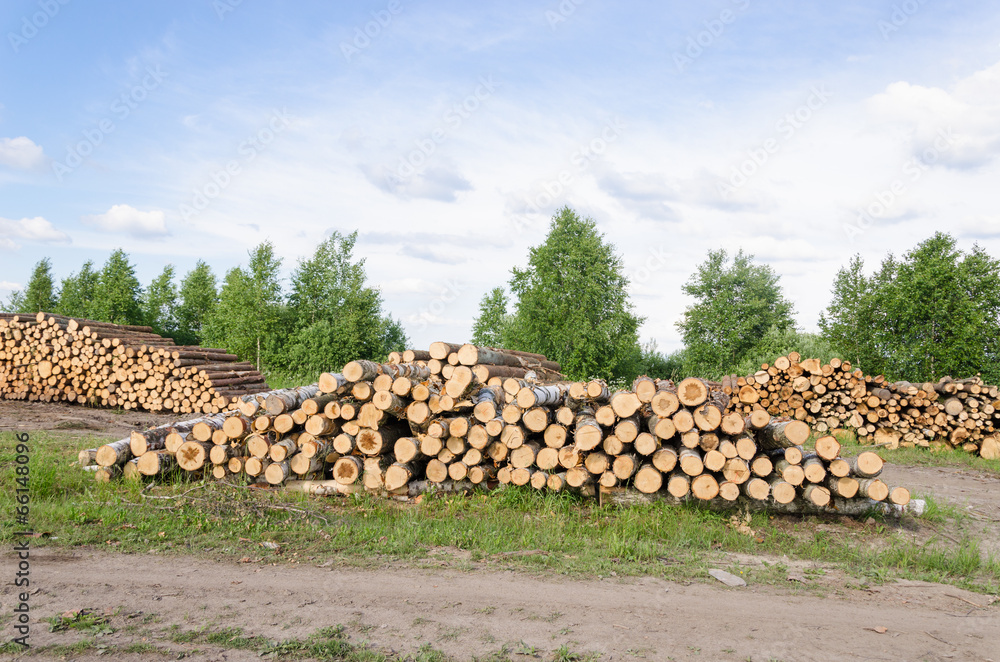 Wood fell industry. Stack birch and pine tree logs