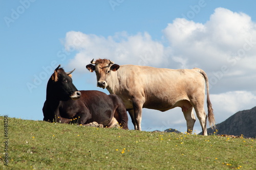 Vacas en los montes de Riaño, Argovejo, León. photo