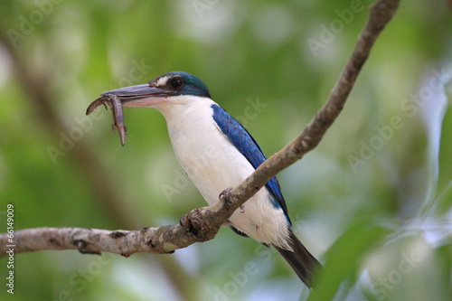 Collared Kingfisher (Todiramphus chloris) photo