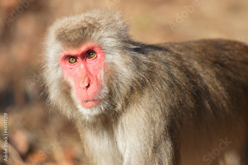 Japanese macaque  Macaca fuscata  in Japan 