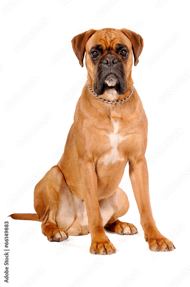 Boxer braun sitzend Stock Photo | Adobe Stock