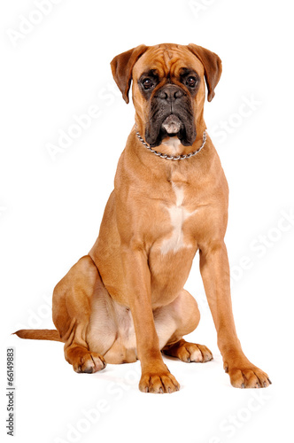Boxer braun sitzend