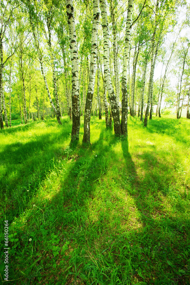 Fototapeta premium forest birch