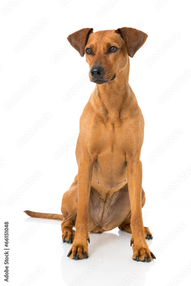 Deutscher Pinscher Deutscher Pinscher