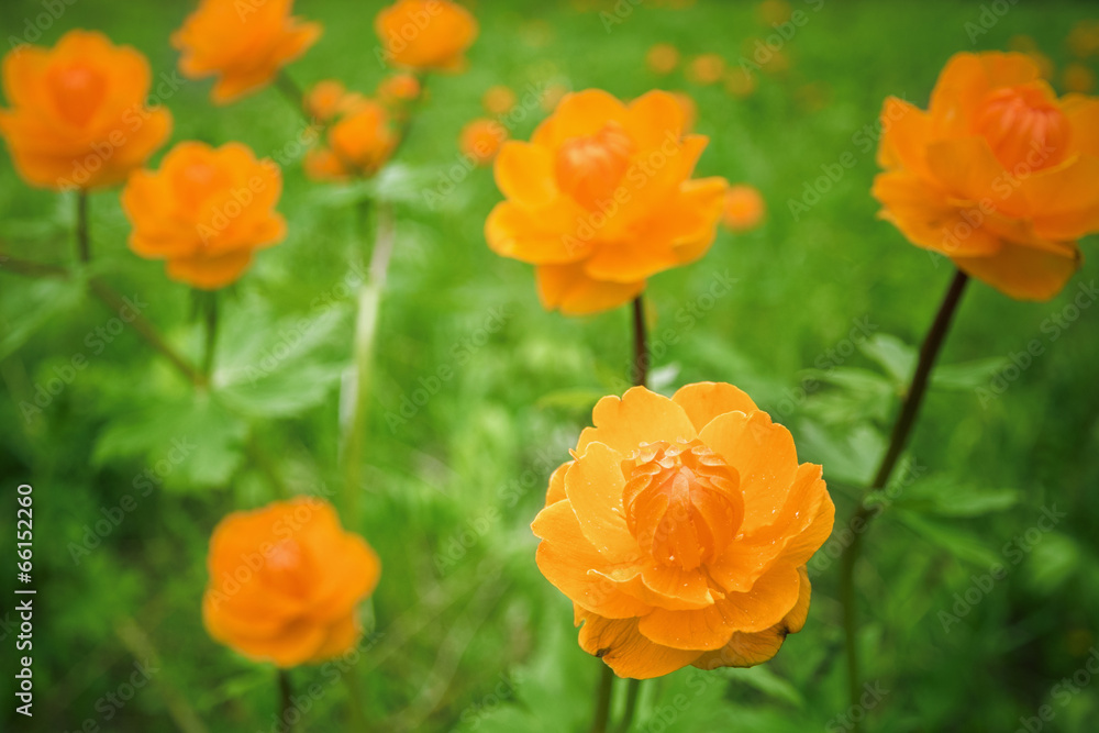 Siberian globeflower Siberian globeflower