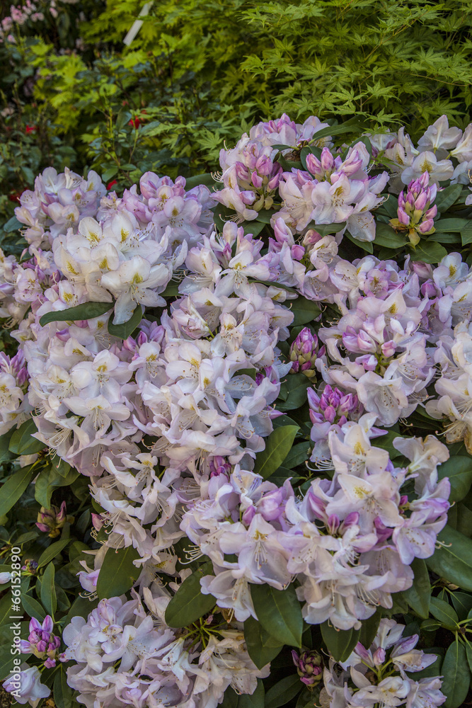 Obraz premium flowers, garden in Italy