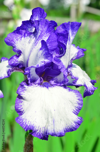Fototapeta Naklejka Na Ścianę i Meble -  violet iris flower