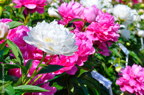 Blooming purple and white peony flowers in the garden